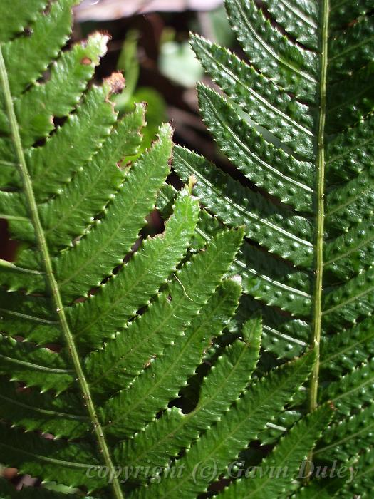 Fern fronds, Binna Burra IMGP1560.JPG